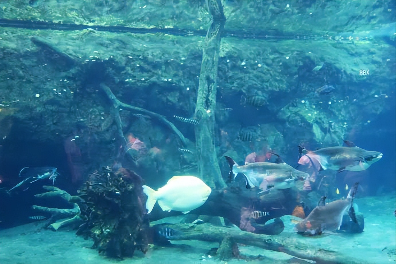 珠海长隆海洋王国水下走廊,世界级海洋乐园珠海长隆海洋王国