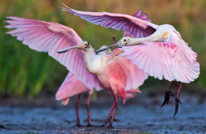 印度男子骑自行车去瑞典,印度男子跨越亚洲找爱情