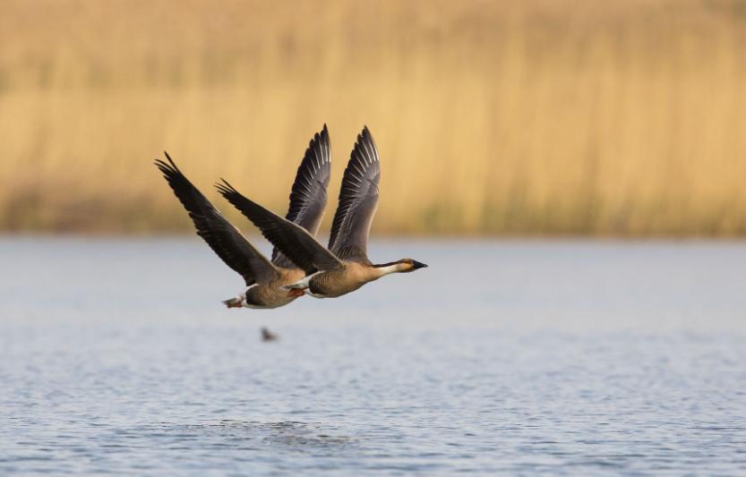郭德纲为什么不吃四样东西,郭德纲的四大不吃