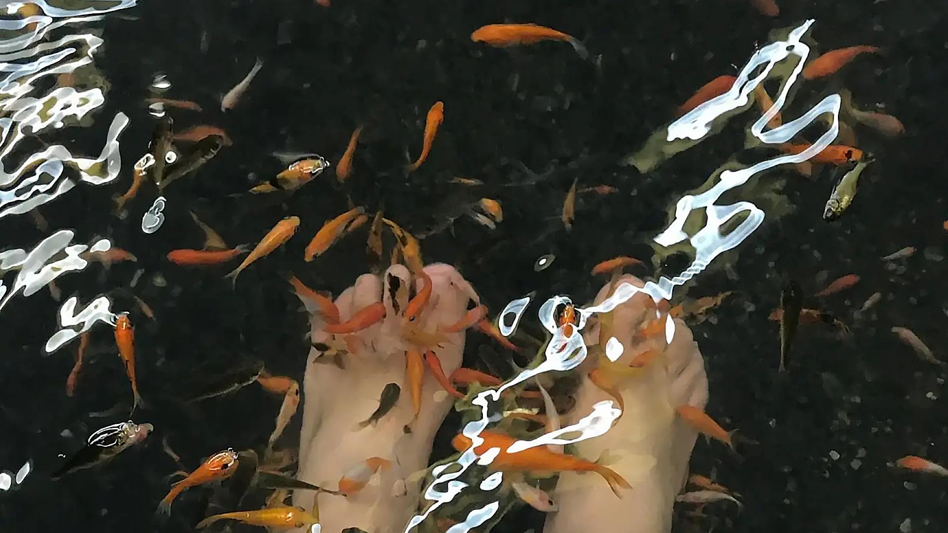 足疗店的小鱼最后去了哪儿,足疗店的小鱼能吃吗