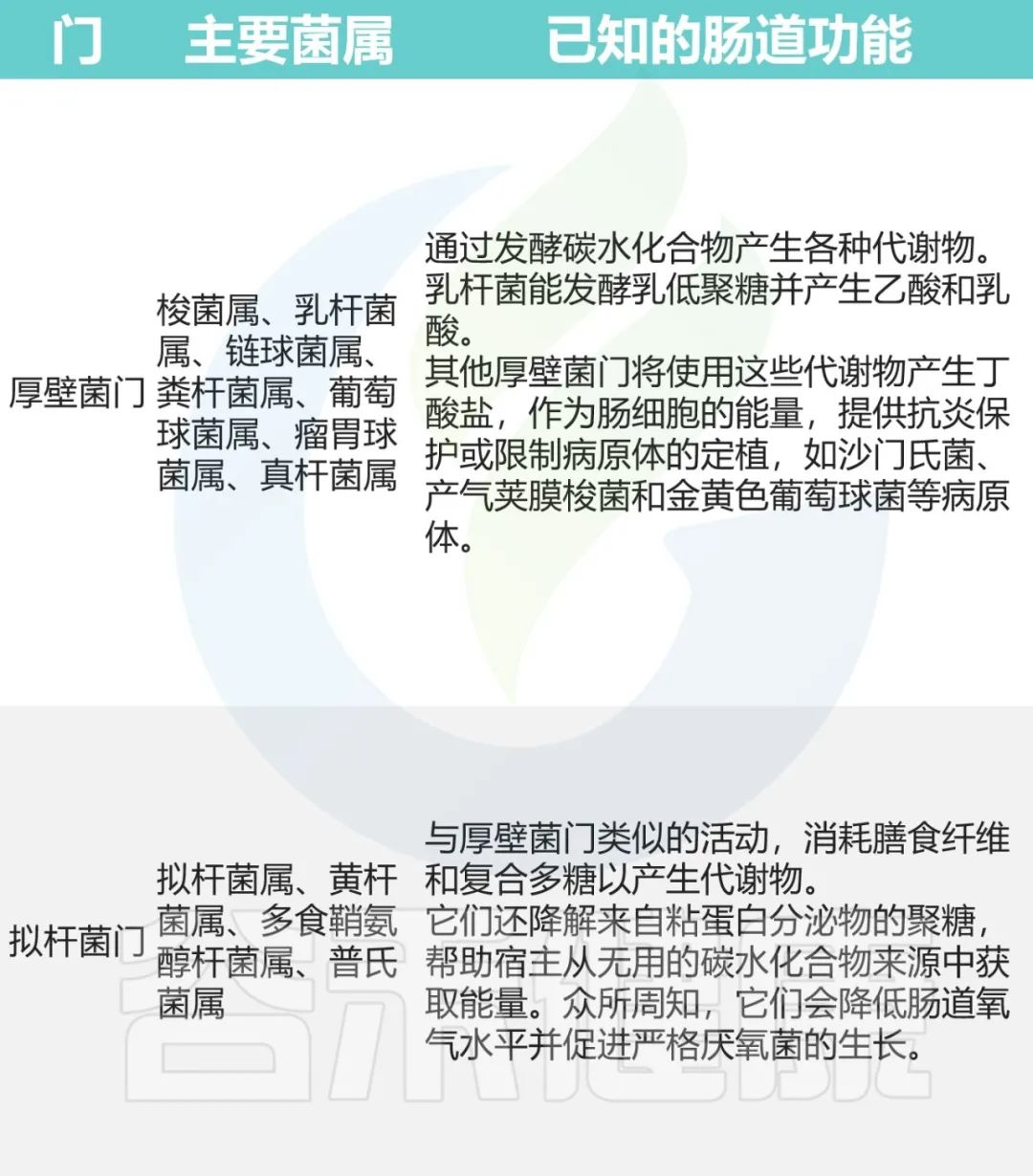 猫肠道菌群活性显微镜,猫肠道菌群类型图