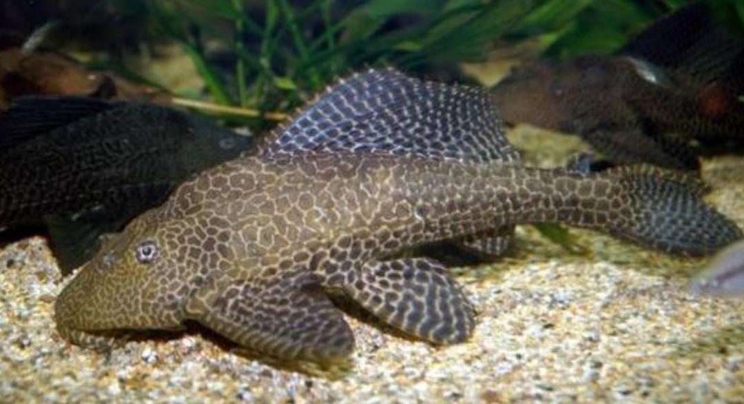 野外清道夫怎么才能消灭,清道夫泛滥成灾怎么处理