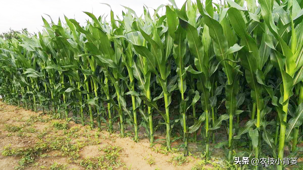种玉米追几次肥什么时间追肥好,玉米追肥期追什么肥最好