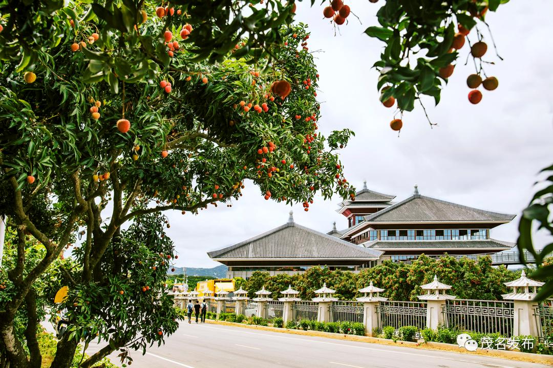 茂名要打造中国荔枝种业“硅谷”！走，实地探访国家荔枝种质资源圃！
