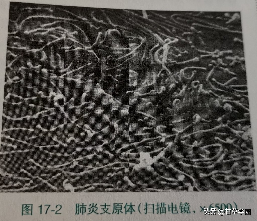 甘草片治疗支原体肺炎,甘草学园