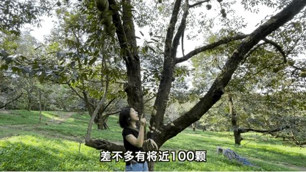 榴莲园带你看越南最美的榴莲,去泰国榴莲园里摘榴莲