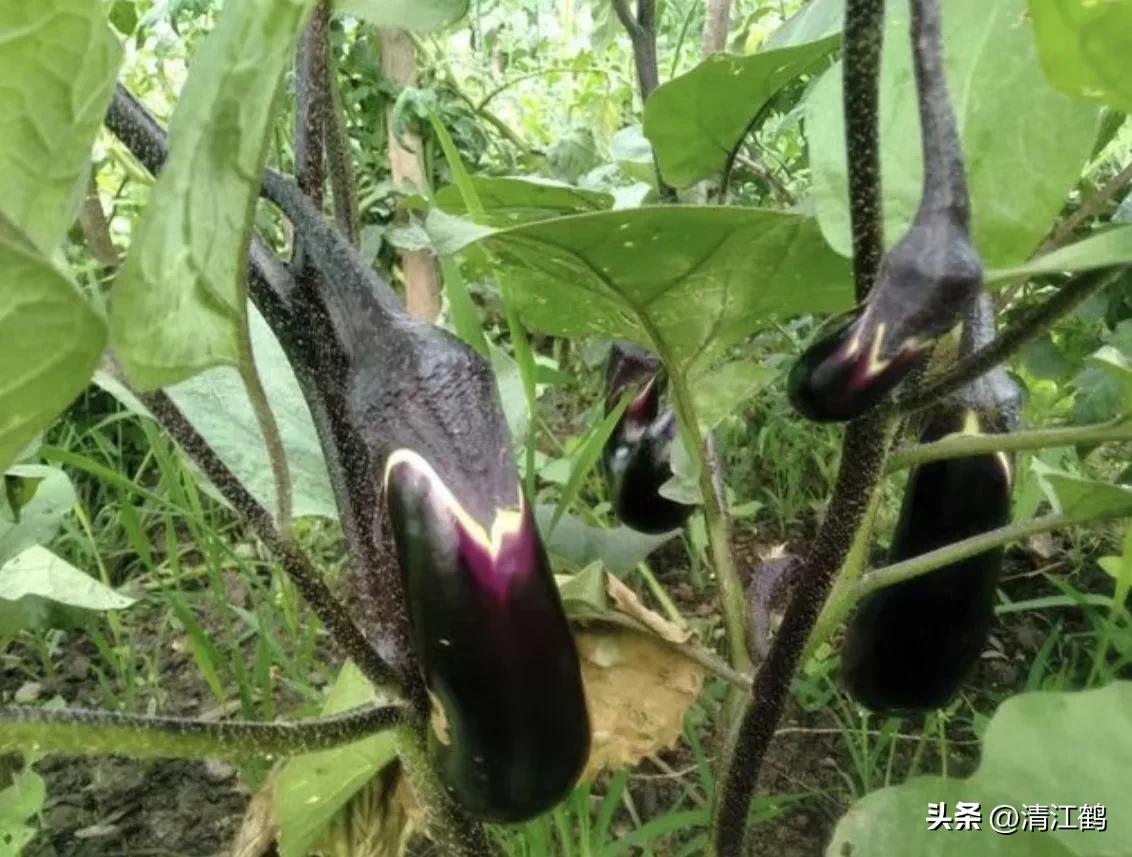 茄子买什么样的好,茄子到底能不能买