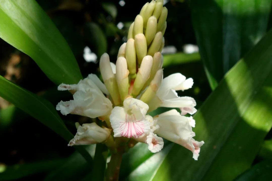 12种香料及分量,姜科植物的香料有哪些