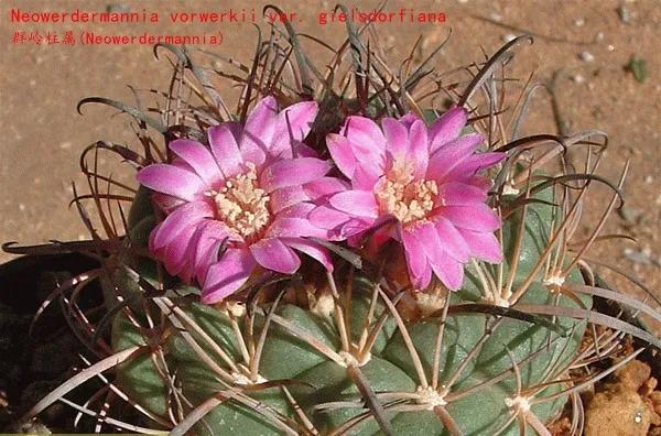 常见乳突属的仙人球,鹿角柱属仙人球主要特征