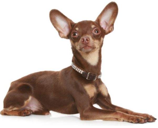 世界上最小的犬种吉娃娃,世界上最小的犬种