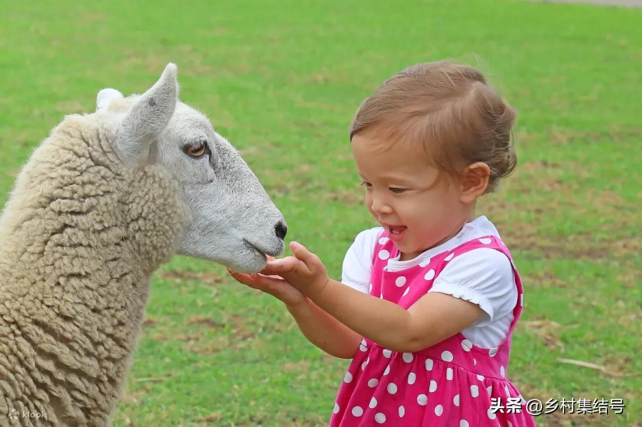 日本亲子农场主题乐园,日本妈妈牧场成功的原因