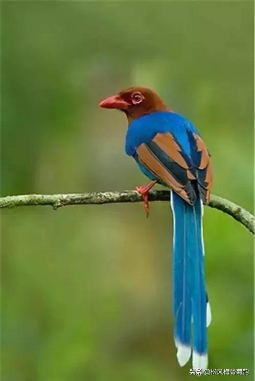 花儿朵朵开，香艳惹人爱，闻香觅花来，弄花香满衣