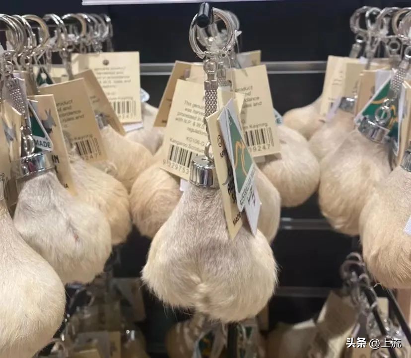 澳洲公袋鼠,澳洲的公袋鼠