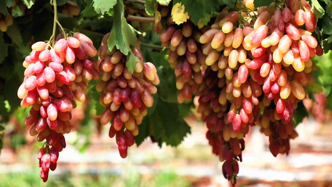 孝昌葡萄,优质农产品葡萄丰收