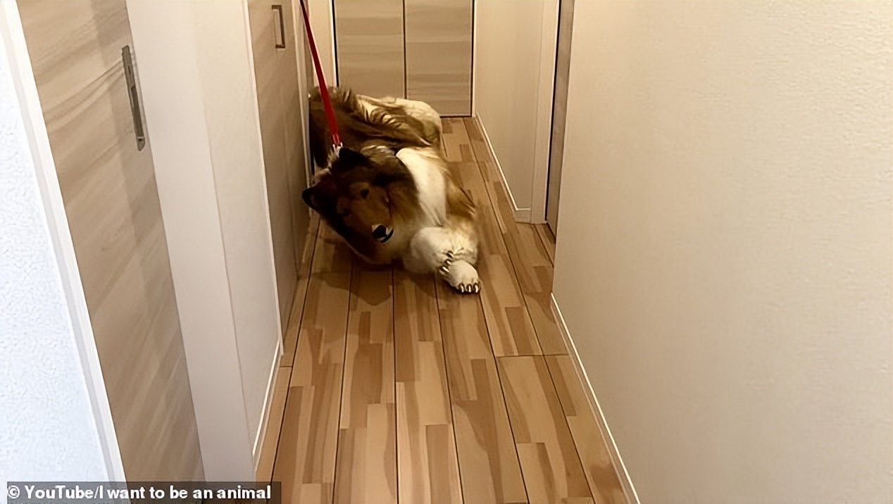 日本男子花10万整成狗,日本一男子花十万元扮成狗