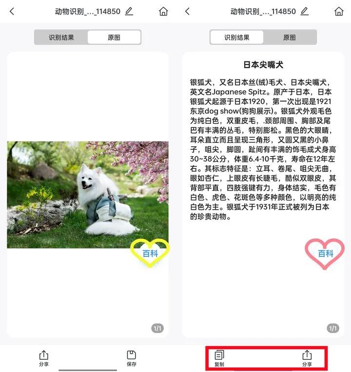 能够识别植物或动物的app,有什么app软件能识别各种动物