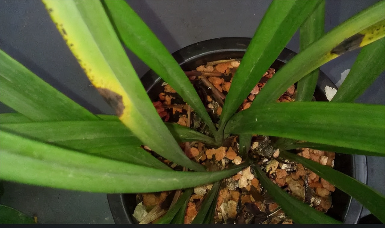 5种花浇不死浇水越多长得越旺,十种不能乱浇水的花