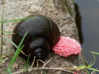 2020年禁养水产类名单,国家禁止放生的鱼类有哪些