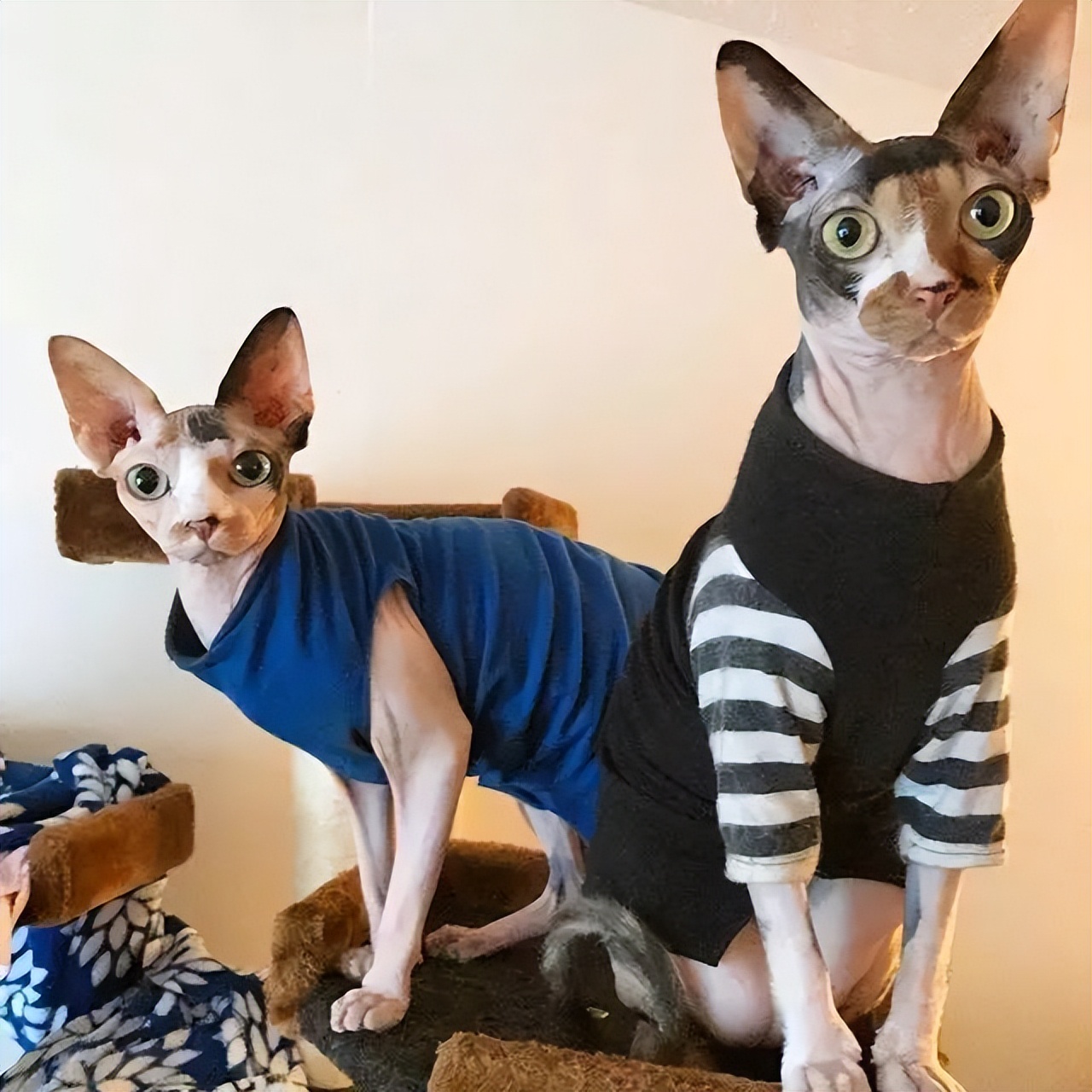 十大最难养的宠物猫,什么猫比较凶猛又好养