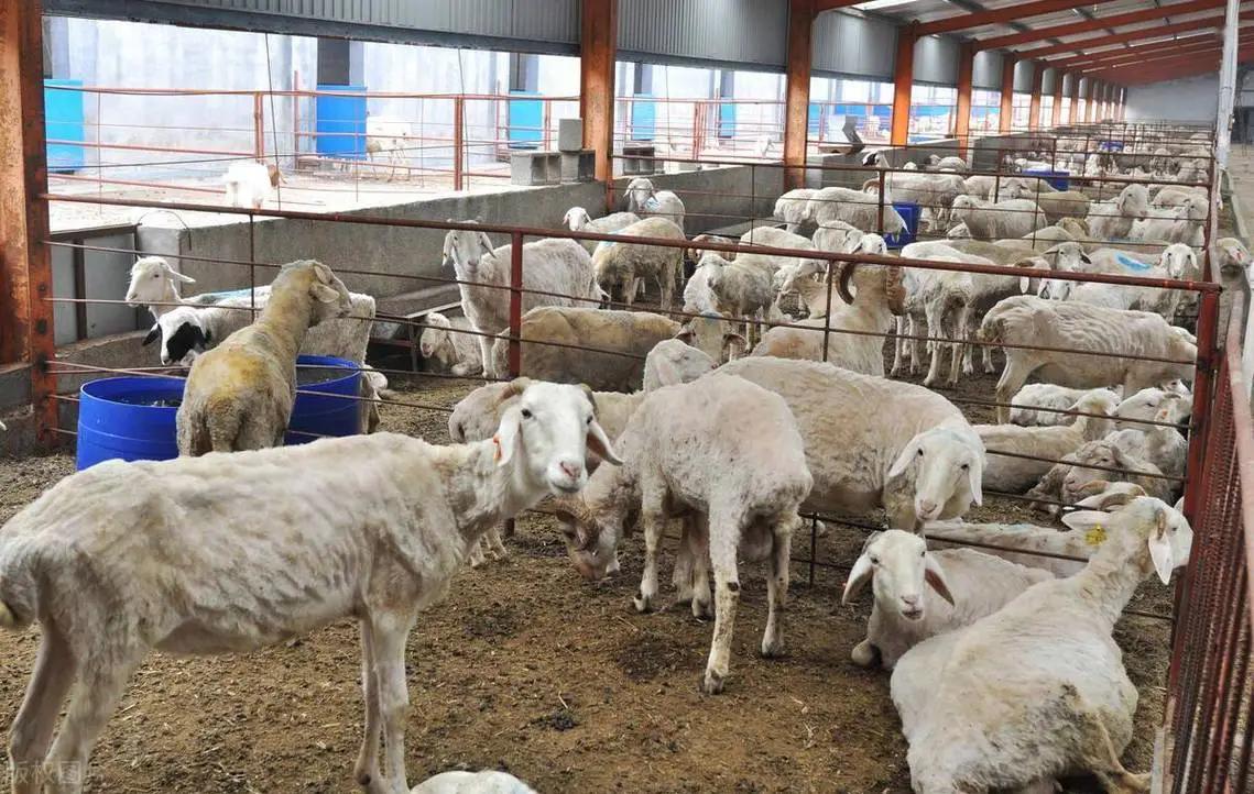 羊缺乏微量元素如何补充,羊营养跟不上怎么办