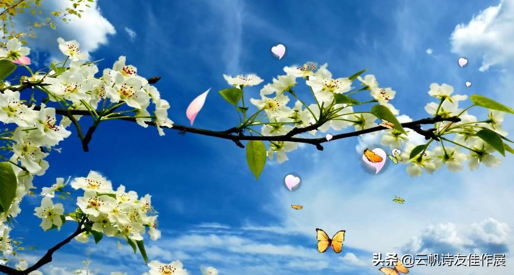 当代诗词平台云帆诗会,云帆诗会2022