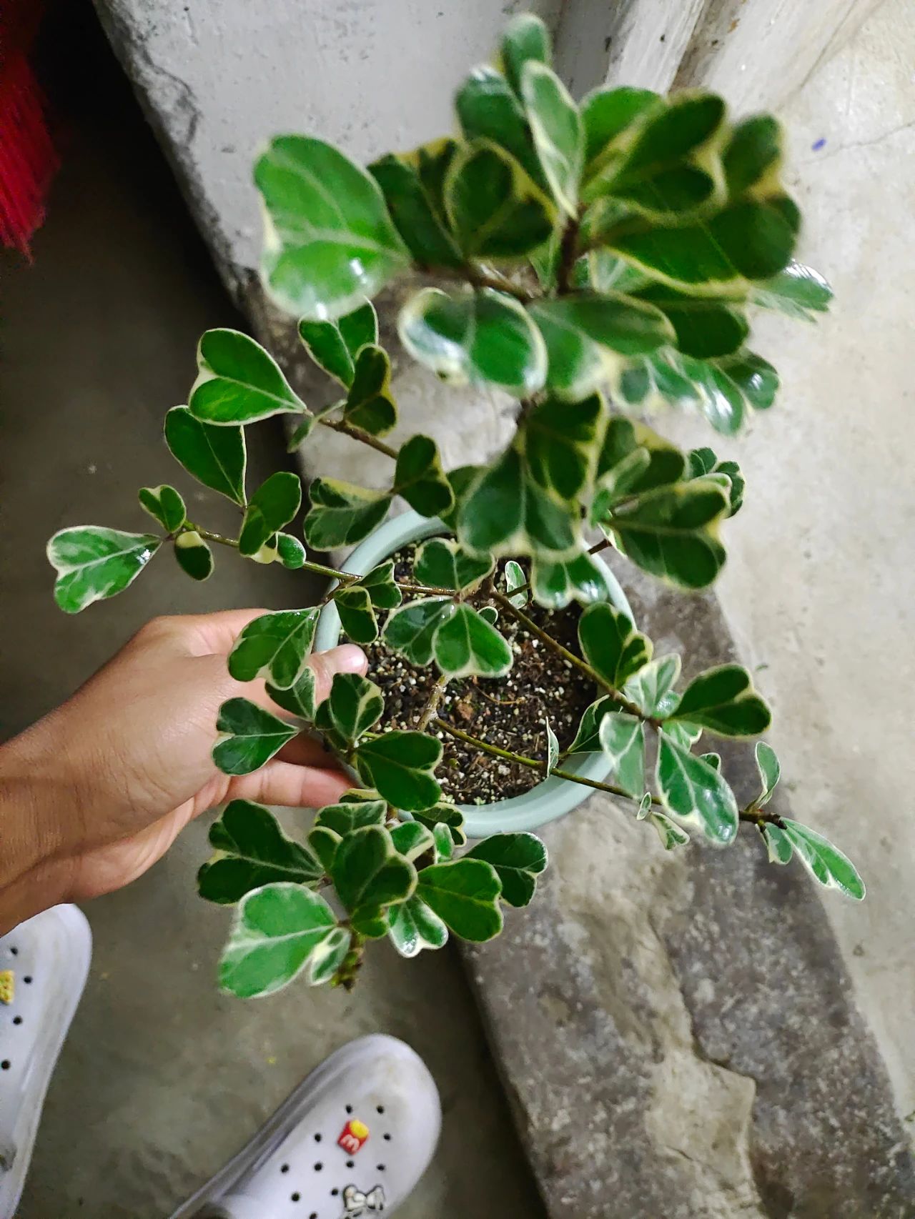 花卉植物冬季如何施肥,植物施肥的方法和注意事项