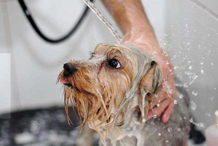 家里养狗狗有臭味去除小妙招,家里除狗臭味用酒精