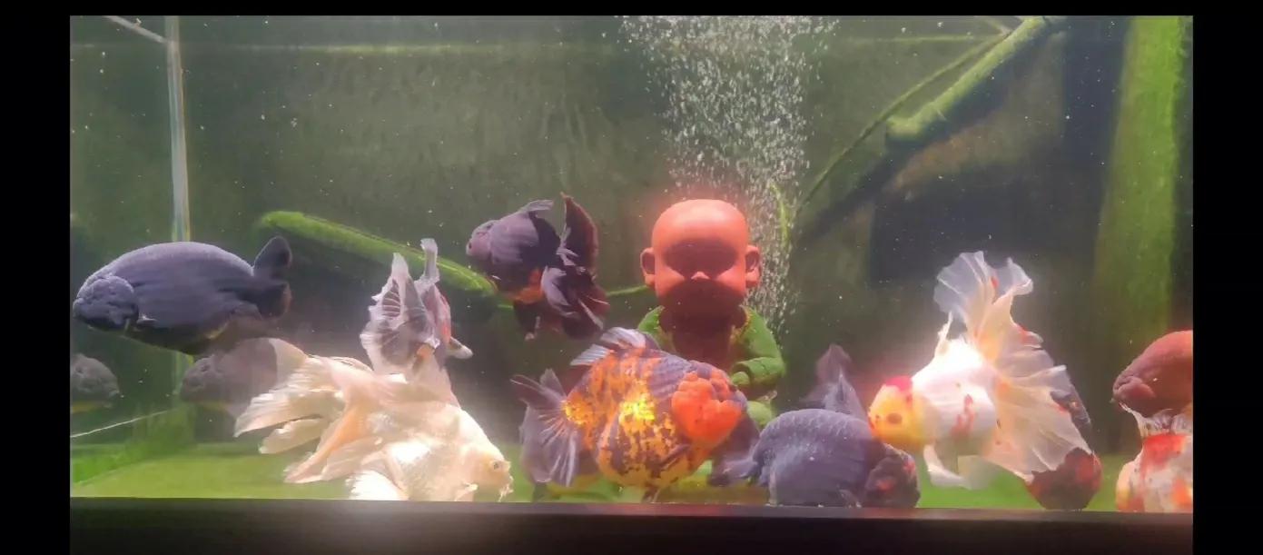 兰寿喂的挺多的为啥还是啃绿苔,绿苔养兰寿好还是绿水养兰寿好