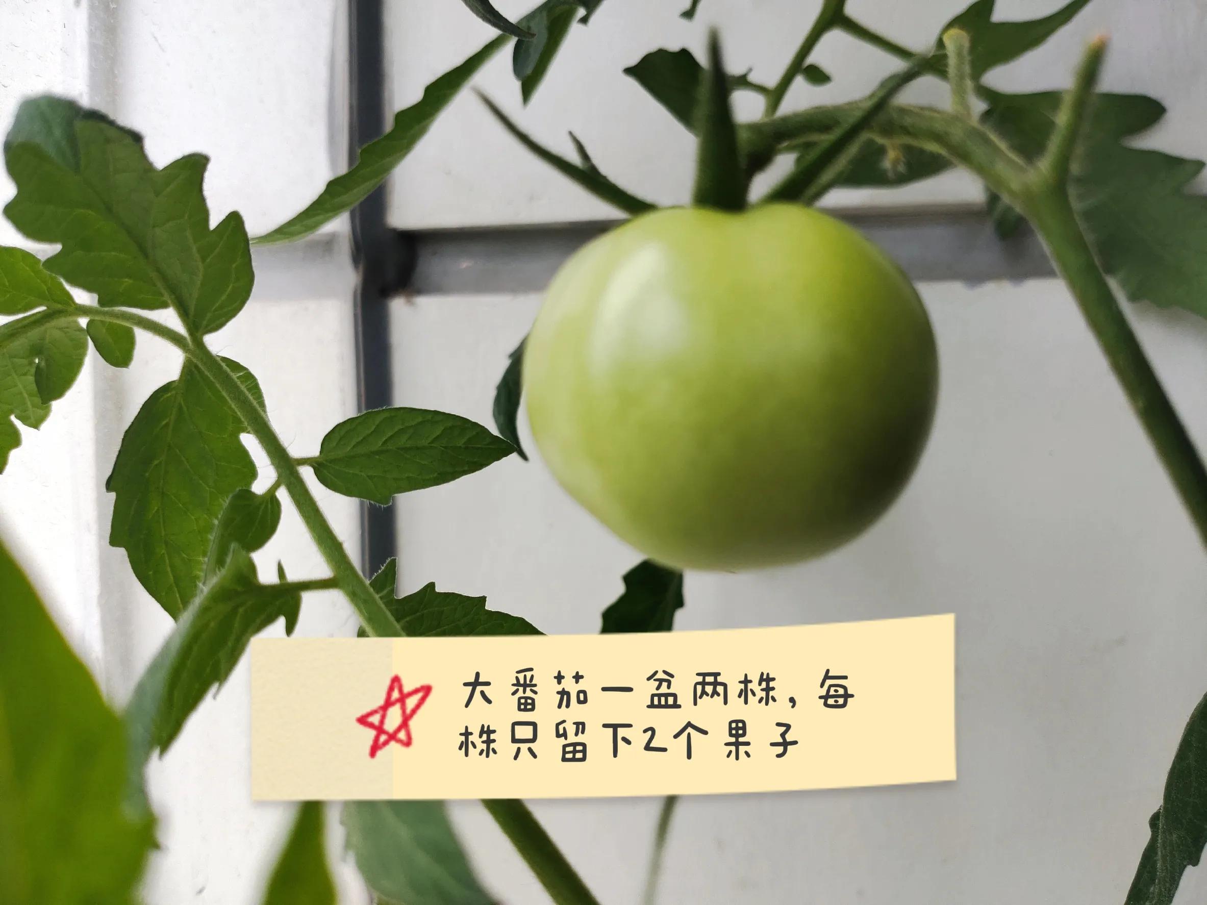 番茄挂果小而且还烂果什么原因,番茄开花慢坐果慢是什么原因