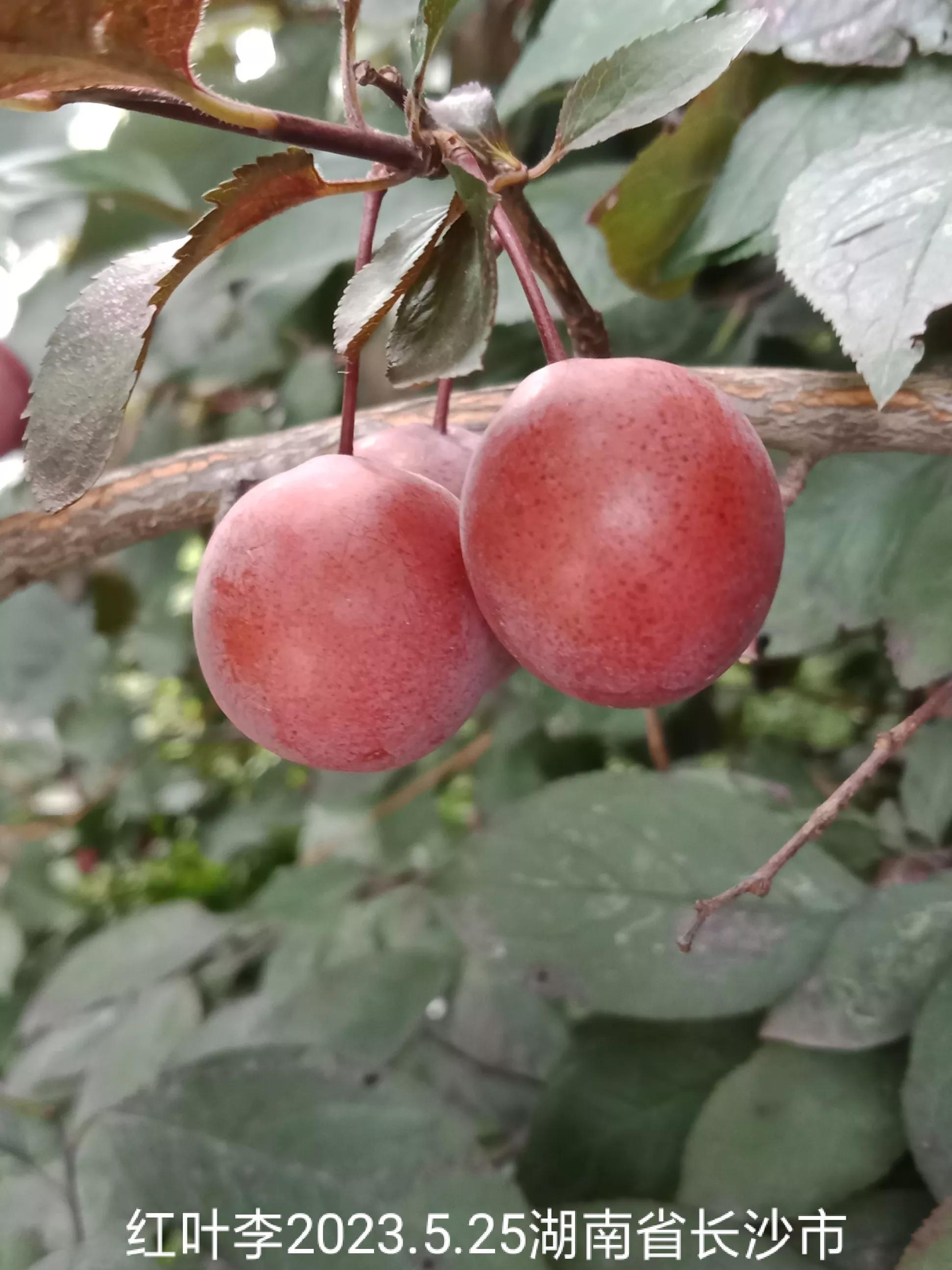 怎么找回没保存丢失的微信群,怎么找回没有保存的微信群