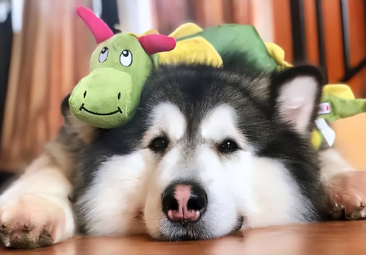 纯种阿拉斯加优缺点,阿拉斯加值不值得养