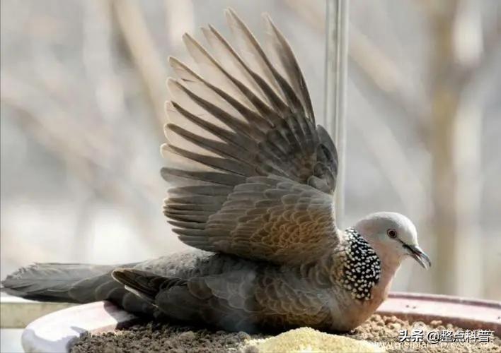 斑鸠能吃多少东西,斑鸠吃小斑鸠吗