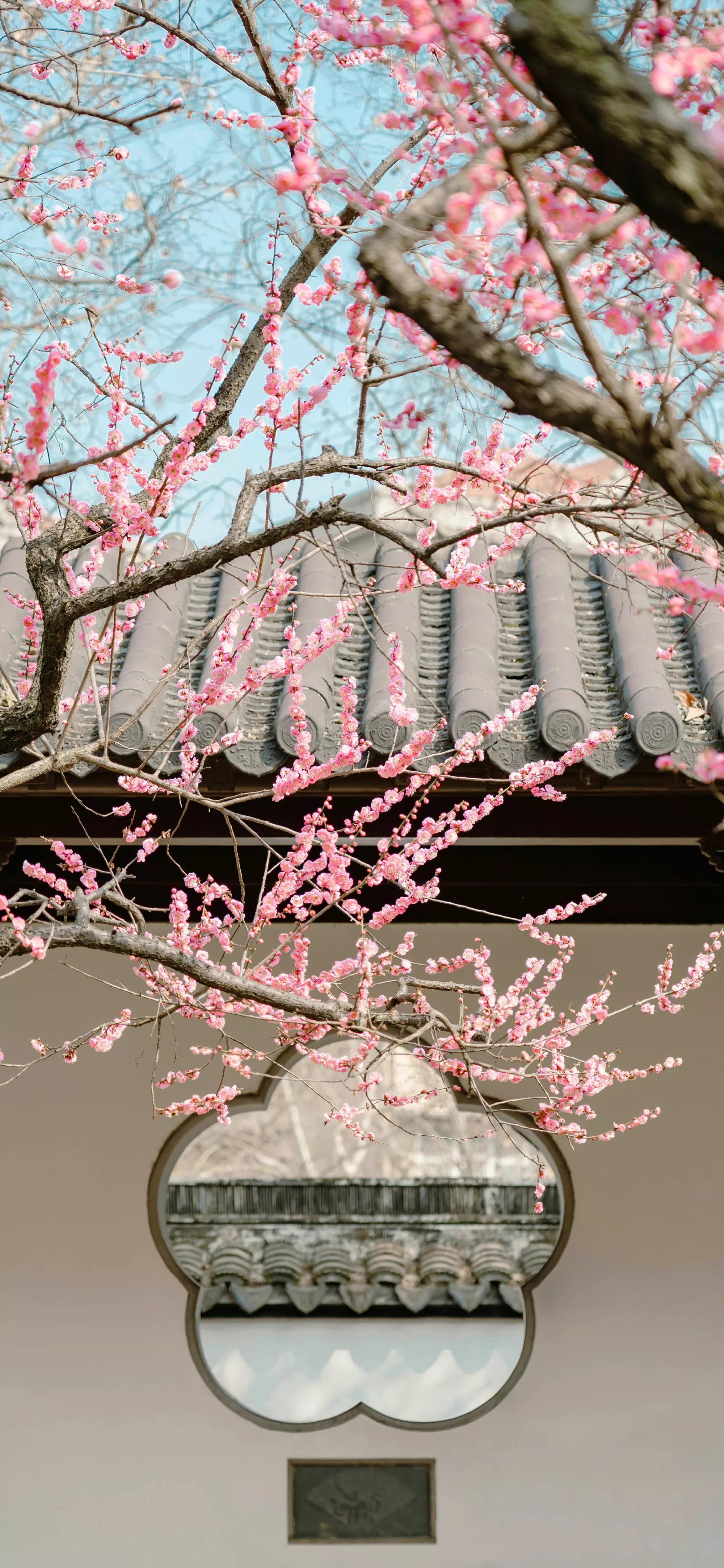 春天清新壁纸图片大全,手机壁纸春天风景超清