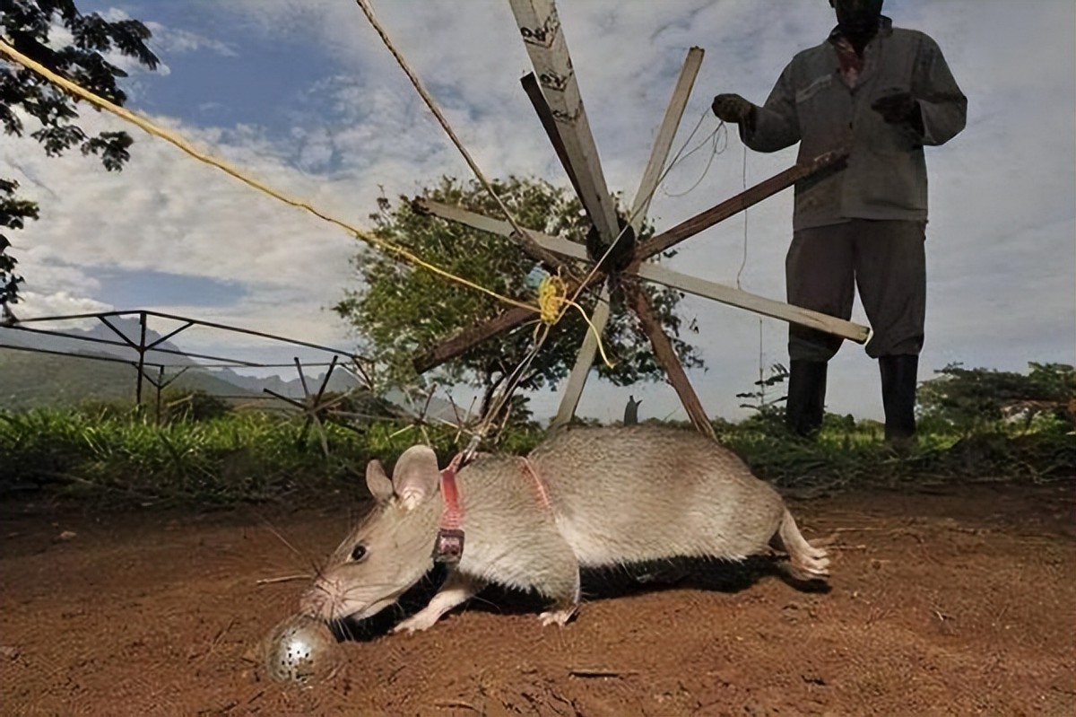 脚踩120万枚地雷，清理最少要4000年，非洲人用笨办法搞定