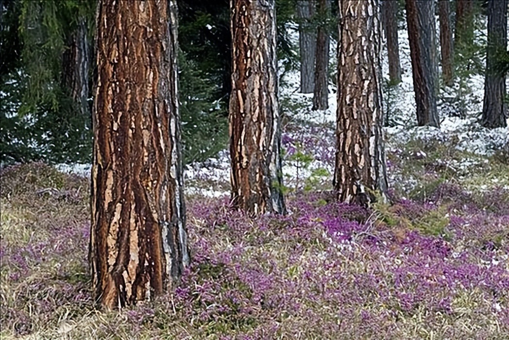 散文|艾平：樟子松随想