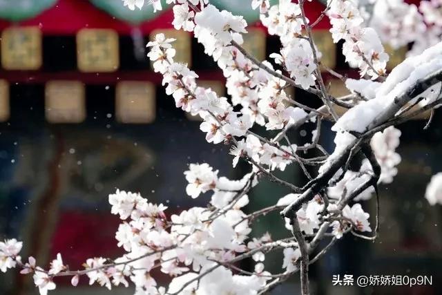 一朵花开一份春天里的浪漫,一朵花开在春天是美好的