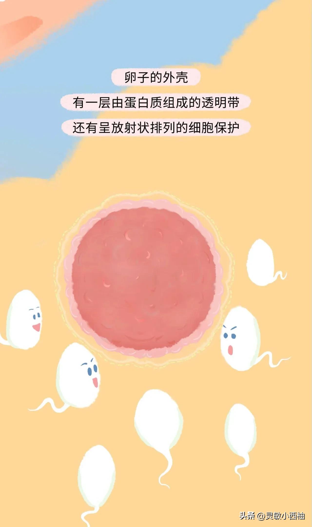 这就是精子进入女性体内的全过程，太神奇了！（漫画）