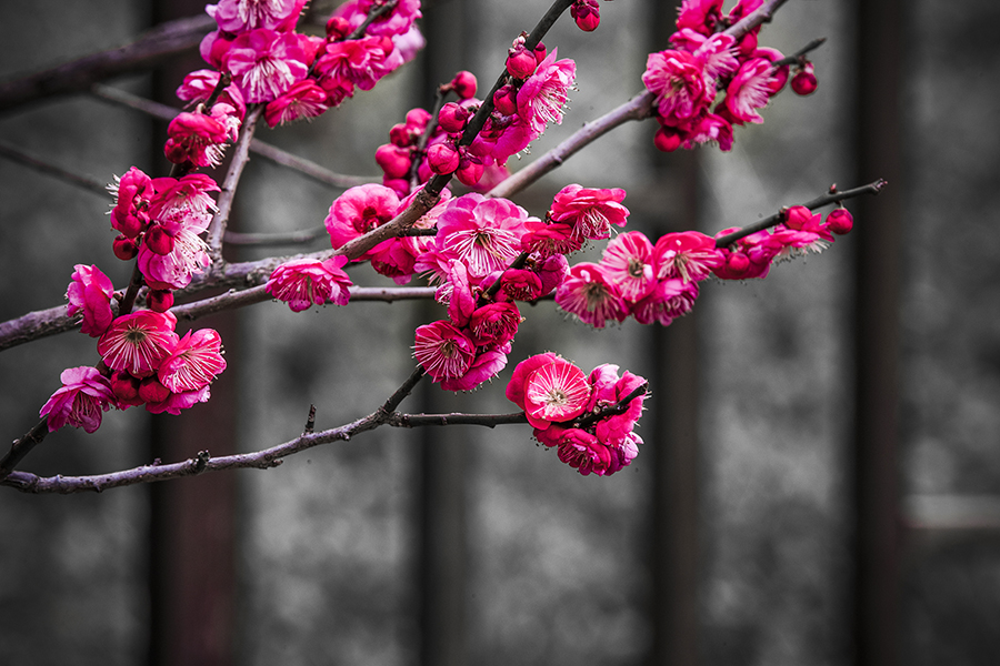 春色满园关不住表达什么之情,满园春色关不住一枝红杏是啥意思