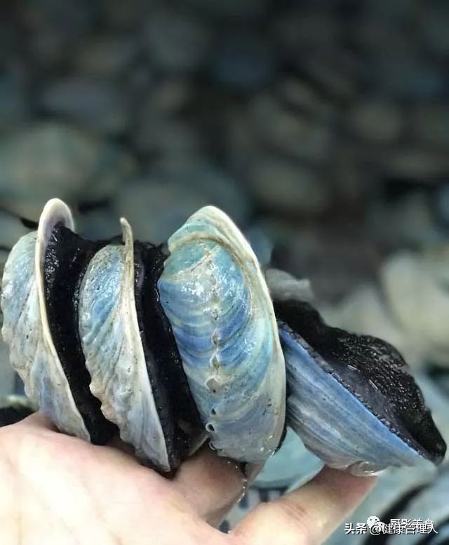 世界顶级海鲜食材,世界顶级的海鲜视频