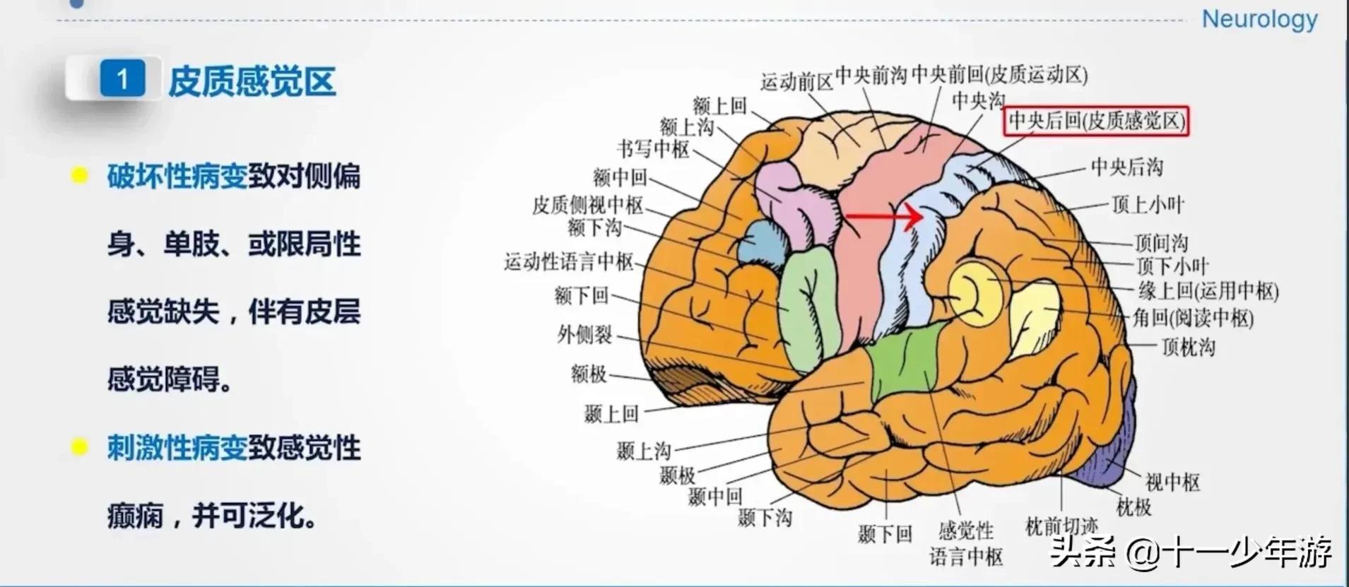 大脑的结构解剖示意图,大脑镰下疝解剖结构