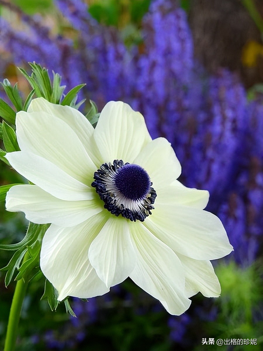 秋天最美的花有哪些,秋天里最美的花朵