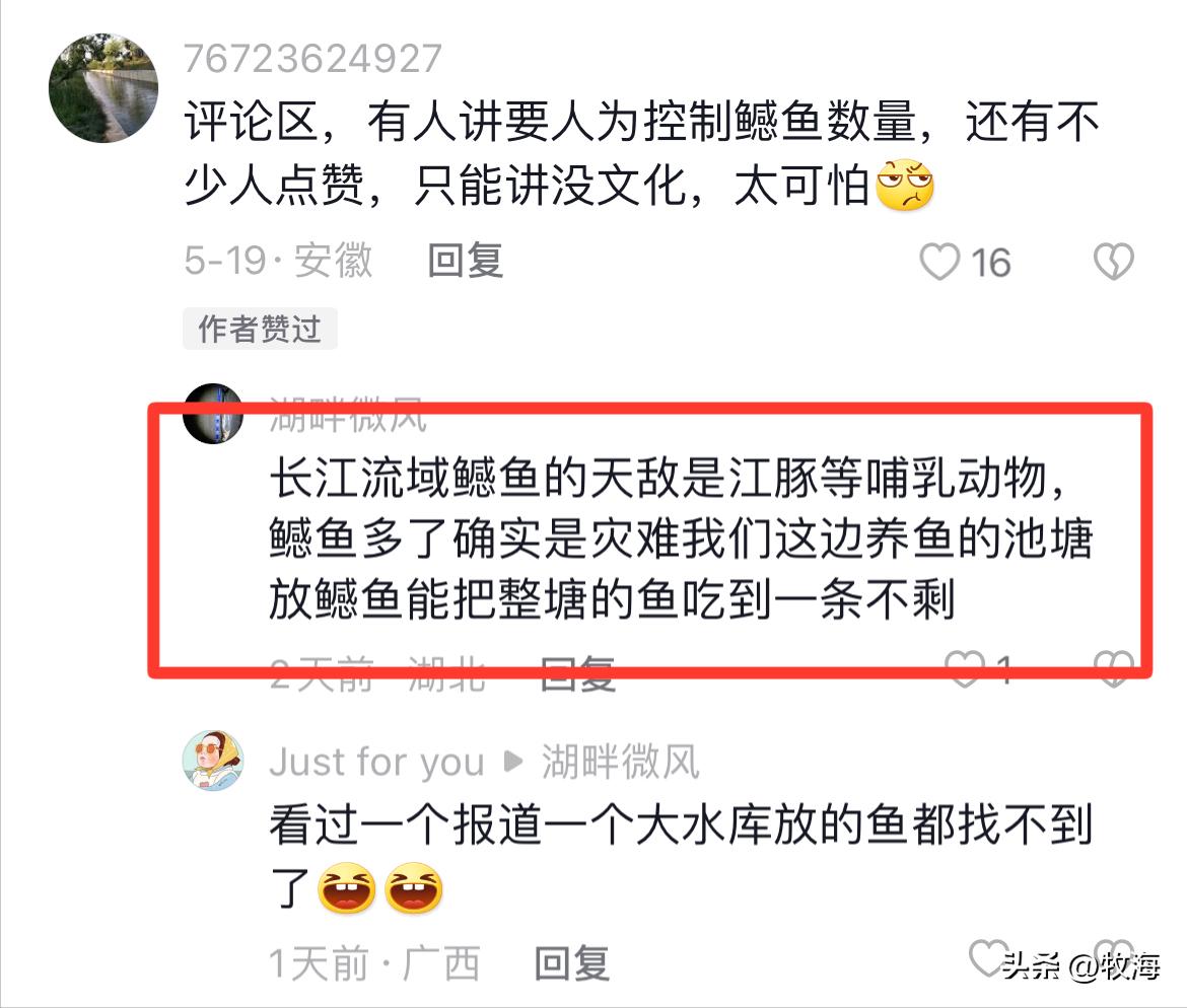 长江鲢鳙鱼群,湖北为什么鲢鳙多