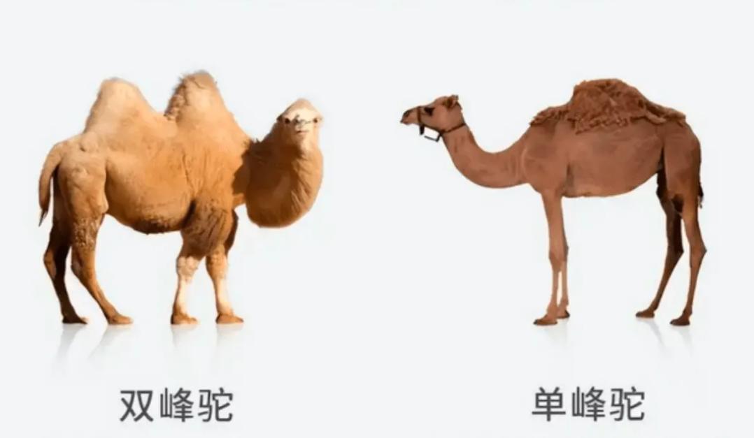 我的世界1.17你需要知道的冷知识,我的世界1.19鞘翅的变化