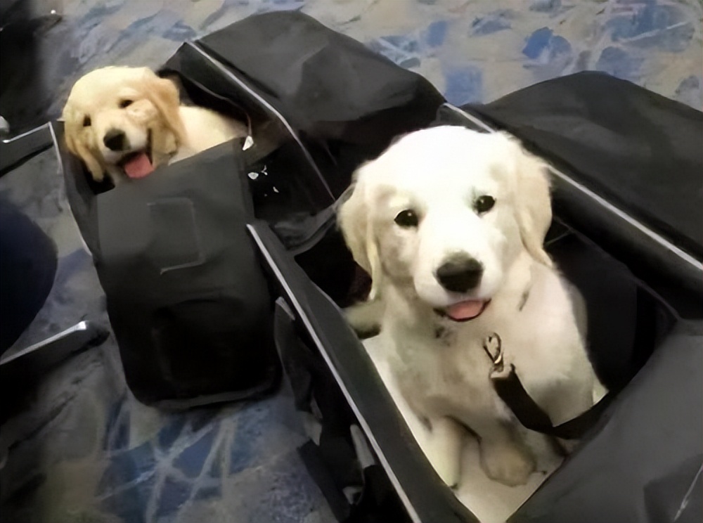 春节宠物寄养热调查：“宠舍酒店”一房难求，最贵收费一天上千元