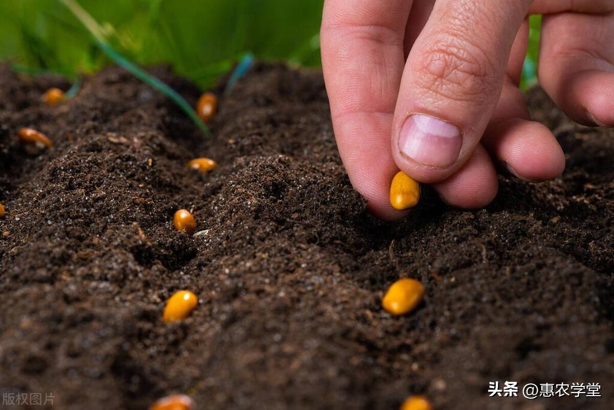 中国种子种苗市场,今日种苗价行情