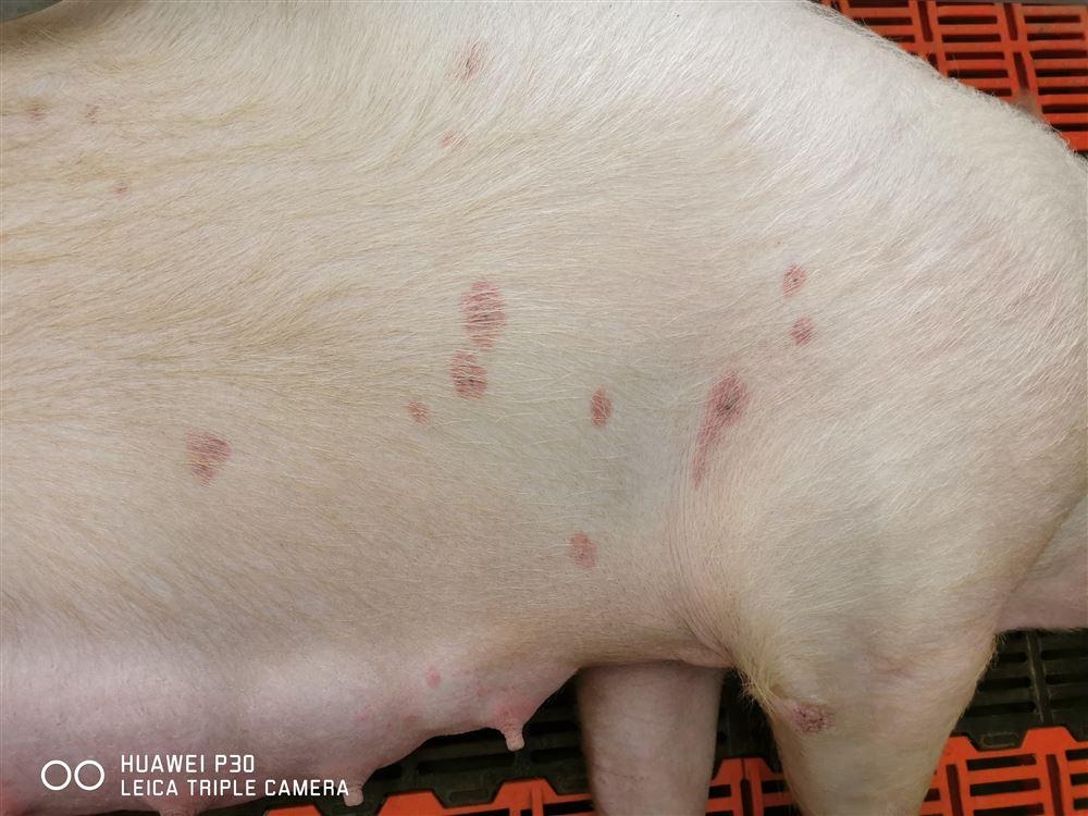 后备母猪快速消瘦的原因,母猪产后低烧是怎么回事