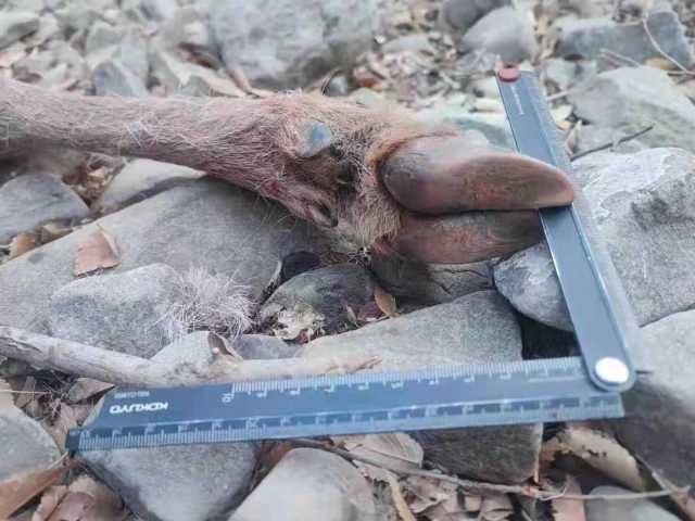 雪豹在贺兰山捕食岩羊和马鹿，游客严禁擅入穿越保护区