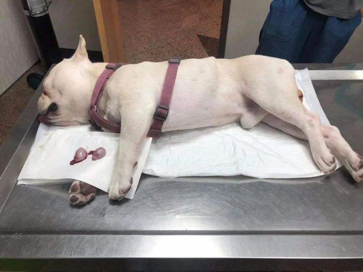 狗狗还会关心人,狗狗频繁繁育