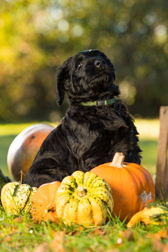 约克夏狗狗怀孕的症状,狗狗怀孕最后一周的症状