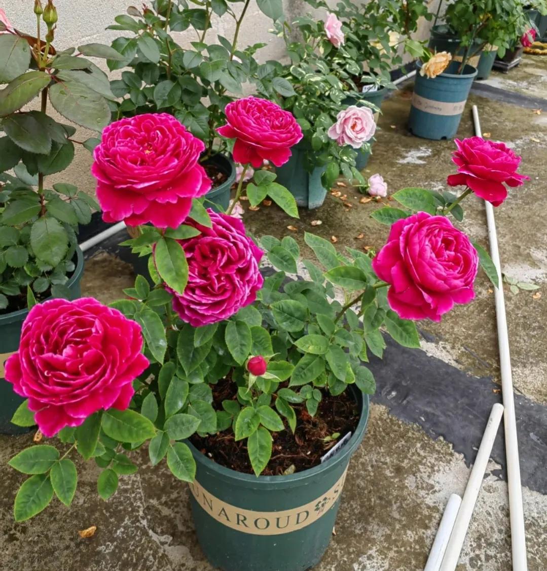 良心商家道出真相，3种月季白送给你都不能要，很多人都被骗了